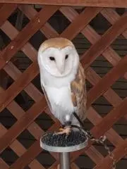 エム.エムの画像