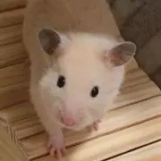 しゃん