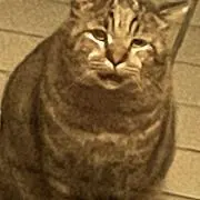 コム太