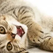 たいせ