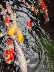 めぐ