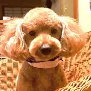 茶豆ママの画像