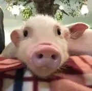 ちゃまお358の画像