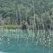 nakakisunの画像