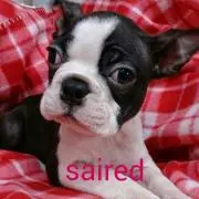 saired