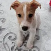 Cookie☆の画像