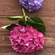 ♡はな