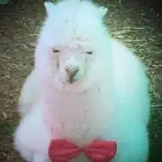 こも