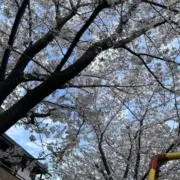 maiの画像