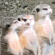 はわいはわおの画像
