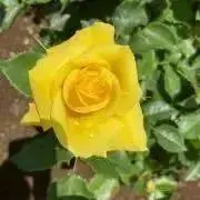 ラブドラゴン