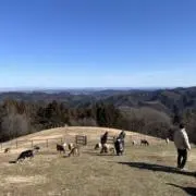 Ｔ