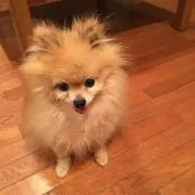 ポニョの画像
