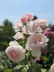 flower.の画像
