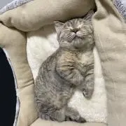 花の唄の画像