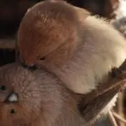 ナナの画像