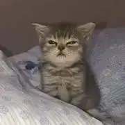 ☆彡の画像