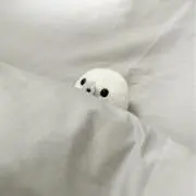 まめごまの画像