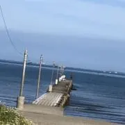 野良犬