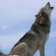 えすぱー@