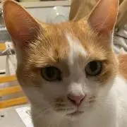 おわこんの画像