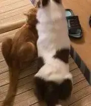 ちゃちゃまるちゃんの画像