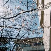 AyAの画像