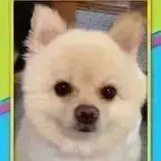 あめの画像
