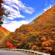 teaの画像