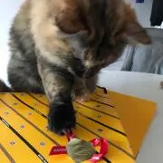 eriの画像