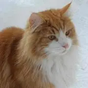 トマト