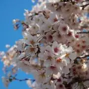 MANA