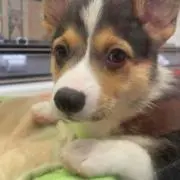わんわんの画像