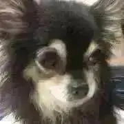 チョコレートの画像