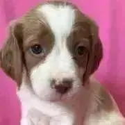 うりゃあの画像