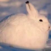 ゆきの画像