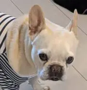 サスケの画像
