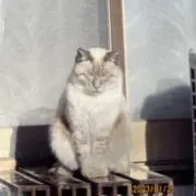 もふの画像