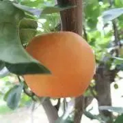 yuffyの画像