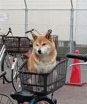秋田犬の画像