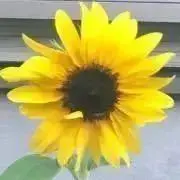 ぽこちっぷの画像