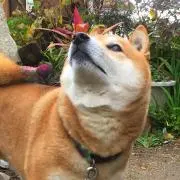 のちゃの画像