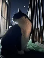 ウオンバット3757の画像