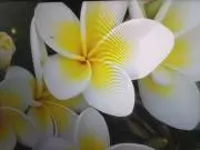 はっち