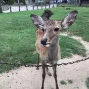 ただの鹿の画像