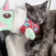 aki Wの画像