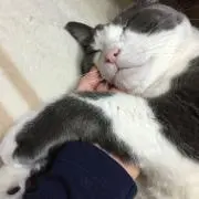 アキラの画像