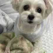 たーたその画像