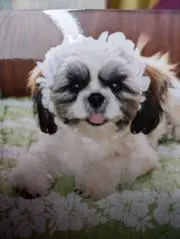 ここみの画像