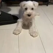ぷっちゃんの画像